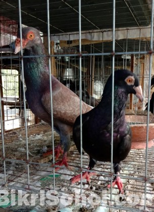 ARBA fancy Pigeon farm